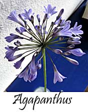 Mönster "Agapanthus"
